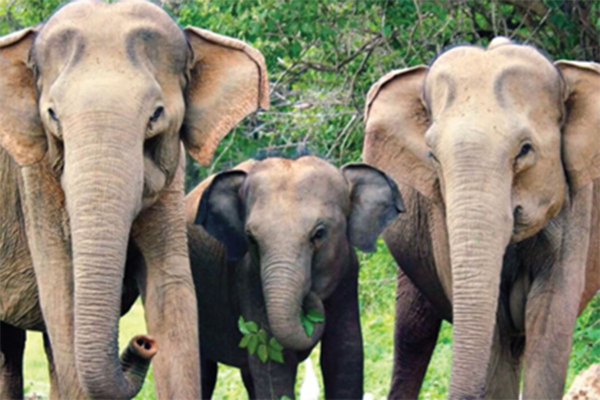 Three elephants in Sir Lanka standing together with greenery around