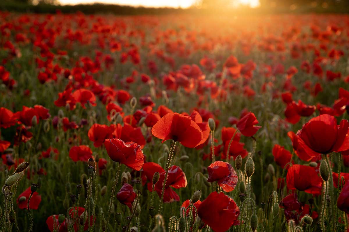 Field of Poppies with the sun shining to the right