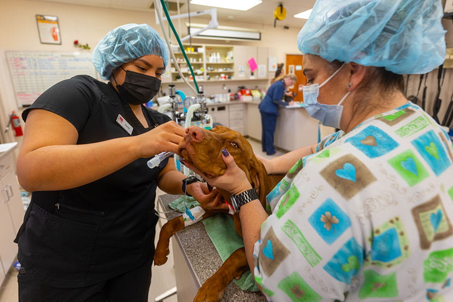 Veterinary students working on a dog during clinicals