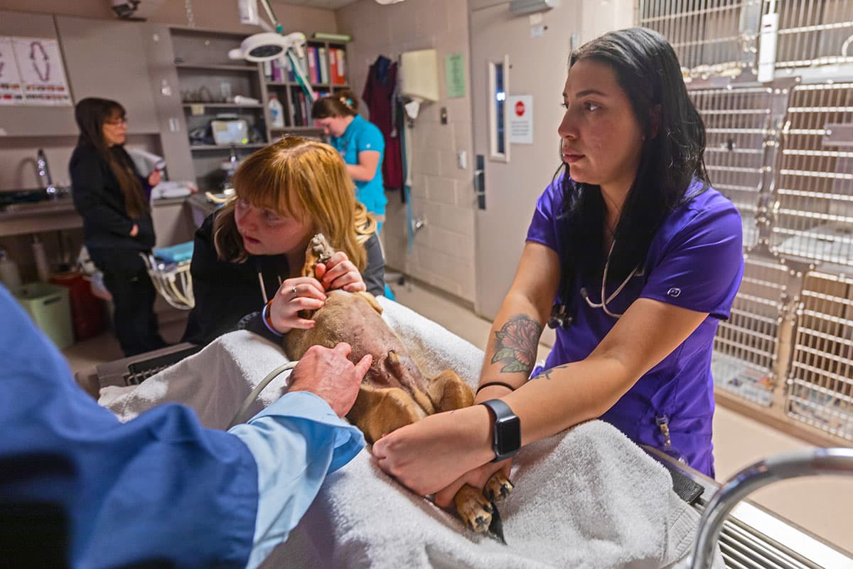 Veterinary students working on a dog during clinicals