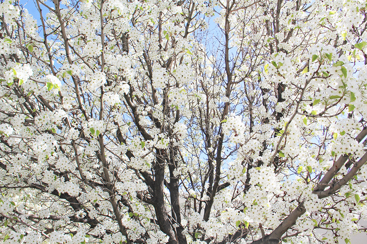 apple blossoms on a campus tree in early spring